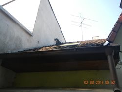 Štěně vylezlo na střechu rodinného domu, pomoct museli hasiči