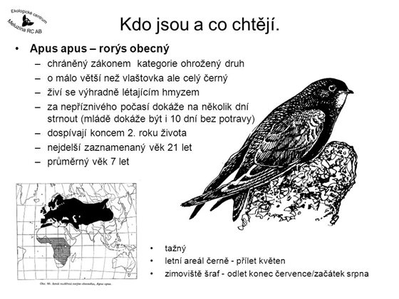 Kdo-jsou-a-co-chteji-Apus-apus-–-rorys-obecny.jpg