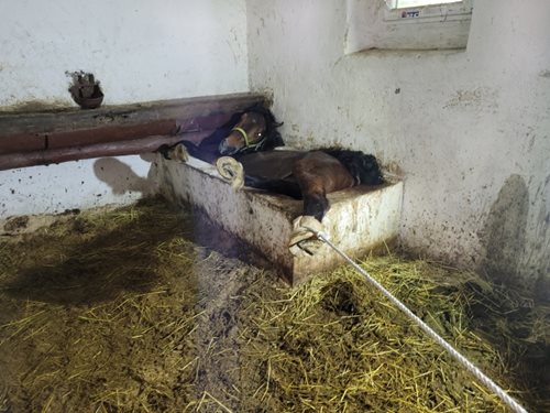 Záchrana koně na Odersku ze žlabu a káčátek v Ostravě z kanálu