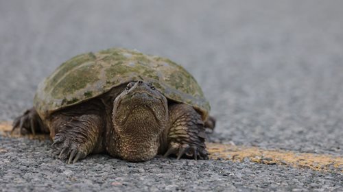 Leonardo se opět vydal na výlet. Uprchlého želváka zastavili policisté.