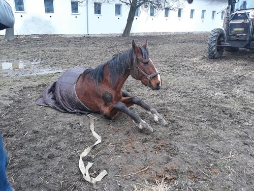 Táborští hasiči postavili na nohy kobylu Leontýnu