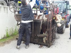 Hasiči na Jihlavsku zachraňovali krávu z jímky