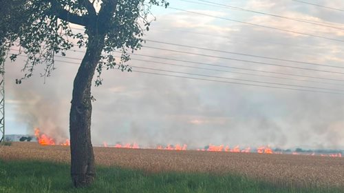 Šest hektarů pšeničného pole zachvátil požár. Hasiči zabránili ještě větším škodám