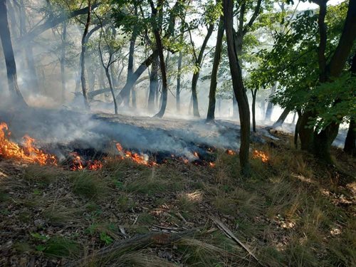 Hasiči bojovali s rozsáhlým požárem lesa na Brněnsku, museli vyhlásit druhý stupeň poplachu