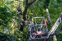 Hasiči v Těrlicku odstraňovali zlomený strom, zůstal zavěšený na drátech nízkého napětí