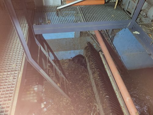 Třinečtí hasiči ulovili uvězněného bobra do popelnice