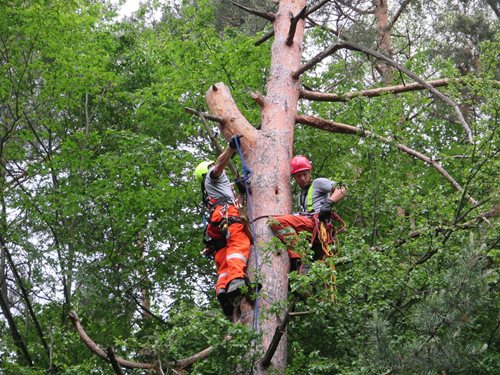 Záchrana osob z rozhledny, zdolání skal, práce v koruně stromu, pátrání v terénu