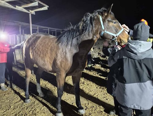 Kůň zůstal zaklíněný pod krmelcem, pomohla až odborná záchrana