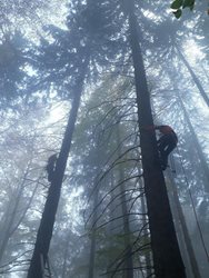 Profesionální hasiči a Horská služba zachraňovali paraglidistku ze smrku