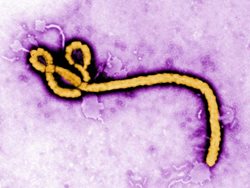 Hrozba infekční eboly spojila záchranáře, hasiče, hygieniky i policisty, v nemocnici nacvičovali zásah