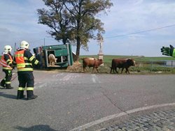 Na Znojemsku havaroval kamion převážející dobytek