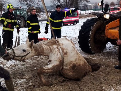 Hasiči zasahovali i během svátků. Na jihu Čech zachraňovali zvířata v ohrožení