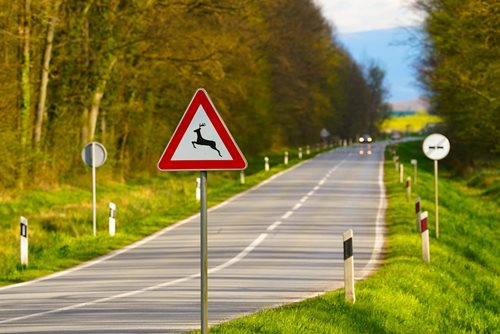 Nečekané střety se zvěří ohrožují bezpečnost na silnicích