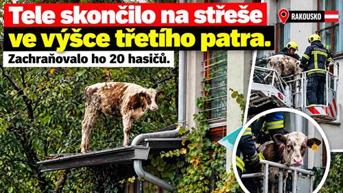 Tele skončilo na střeše ve výšce třetího patra. Zachraňovalo ho 20 hasičů