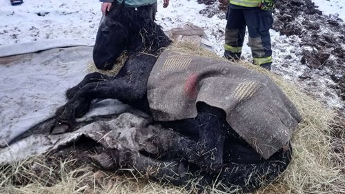 Zesláblý kůň uvízl na zemi: Zásah hasičů odvrátil vážné ohrožení zvířete