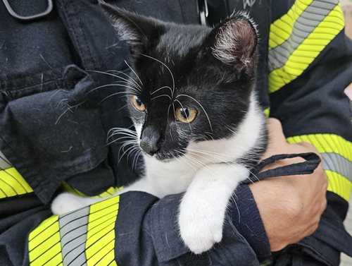 Zoufalé mňoukání na stromě přivolalo hasiče, kočka skončila v bezpečí