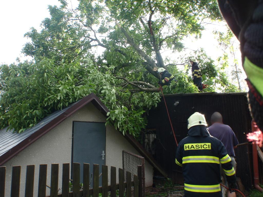 strom-Vidochov3-(1).jpg strom-Vidochov3-(1).jpg
