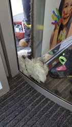 Hasiči zachraňovali psa z otáčecích dveří obchodního domu v Opavě