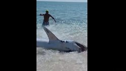 Žralok uvízl na pláži na Floridě