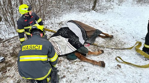Zásah hasičů pomohl zvířeti v ohrožení, kůň se nedokázal postavit