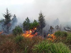 Požár lesního porostu na Hoře sv. Šebestiána