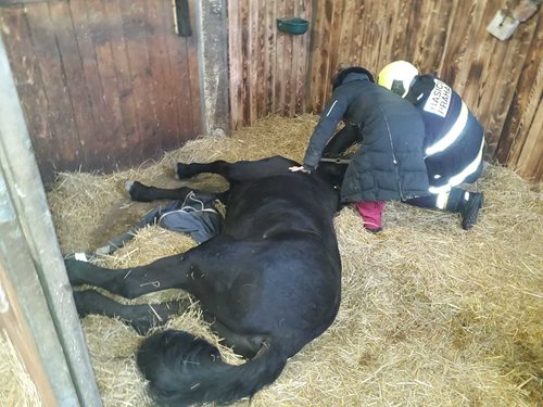 Když selžou síly, rozhoduje zkušenost. Hasiči pomohli koni v nouzi