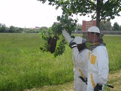 Hasiči stále častěji vyjíždí k zásahům na včely, vosy a sršně