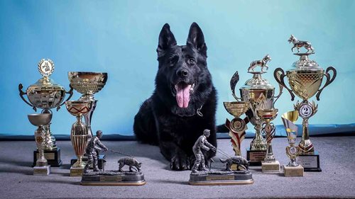 Dopadl 46 pachatelů a pomohl zachránit 10 lidí. Policejní pes Umpalumpa odchází do důchodu