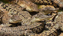 Zaplavený výběh – 75 krokodýlů na svobodě
