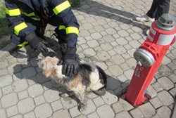 Při záchraně psa pomohla domácí valašská klobása