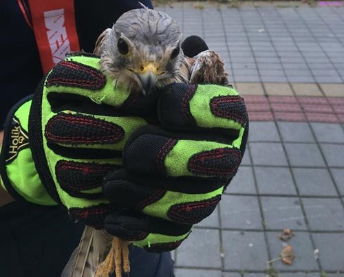 Poštolka zavětřila kořist a skončila v řeznictví