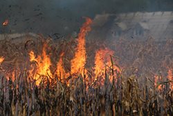 VIDEO/FOTO Rozsáhlý požár kukuřičného pole ve Šternberku.