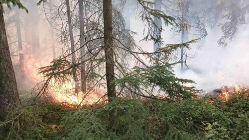 Požár lesa zaměstnal desítky hasičů. Pomoci přijely i jednotky z Rakouska