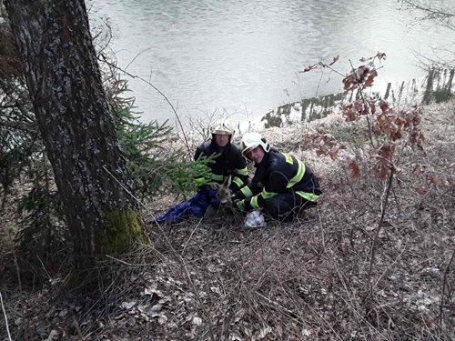 Hasiči z Velkého Meziříčí zachránili topící se srnku z vody
