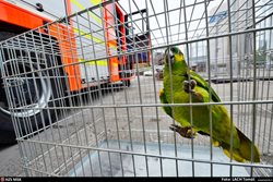Ostravští hasiči lovili papouška v členité hale v Petřvaldu podběrákem
