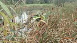 Hasiči vylovili z rýmařovského rybníka velkou zelenou žábu
