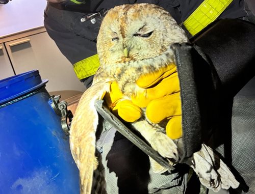 Sova uvězněná v komíně: Hasiči řešili nezvyklý zásah se šťastným koncem
